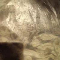 پشم گوسفند 7 کیلو