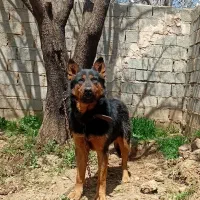 سگ گرگی جوان