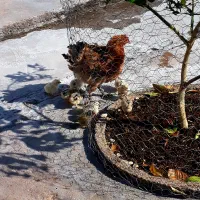 مرغ با جوجه / خروس محلی کاملا سالم و جوان (باشت)|حیوانات مزرعه|باشت, |دیوار