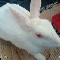 خرگوش ماده