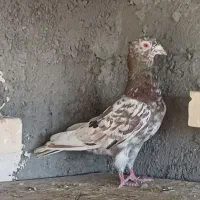 کوهی دورگ کاکل نر