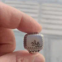 شجر تک درخت کهنه