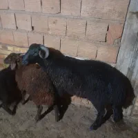 نر شیشکی تخمی|حیوانات مزرعه|خان ببین, |دیوار