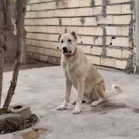 سگ گله|سگ|طارم (زنجان), |دیوار