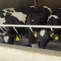 فروش گاو و گوساله