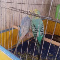 مرغ عشق رینبو