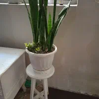 گل طبیعی