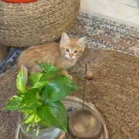گربه رایگان