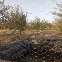 زمین باغی|فروش زمین و ملک کلنگی|مشهد, امام رضا (ع)|دیوار