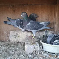 پلاکی مسافتی جان آردن