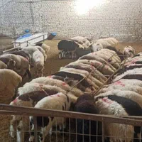 فروش ویژه بره نر و ماده