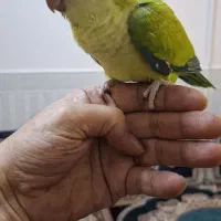 طوطی راهب ۵الی۶ماهه