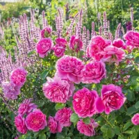 نظافت وامور منزل انجام میدم .