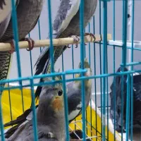 جوجه عروس هلندی دو ماهه|پرنده|خرمشهر, |دیوار