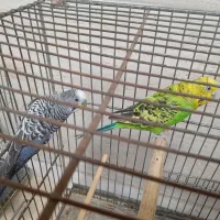 مرغ عشق و فنچ