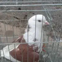 کفتر|پرنده|فاضل آباد, |دیوار