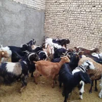 بز دورگ|حیوانات مزرعه|ورامین, ورامین|دیوار