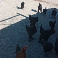 مرغ وخروس پاپر|حیوانات مزرعه|میانه, |دیوار