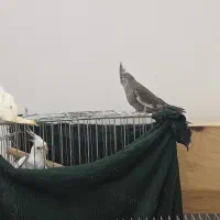 عروس هلندی آلبینو