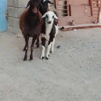 بره ماده|حیوانات مزرعه|تربت جام, جلگه موسی آباد|دیوار