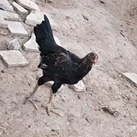 چند عدد جوجه خروس و مرغ دورگ لاری درجه یک