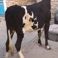 گوساله گاو|حیوانات مزرعه|اهواز, زوویه ۲|دیوار