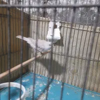 قناری|پرنده|محمدشهر, شهرک پیام (مهرالبرز)|دیوار