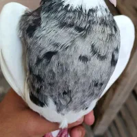 کبوتر طوق سرور و آبی