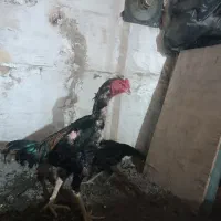 تخم مرغ لاری