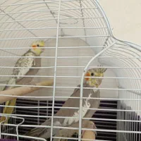 عروس هلندی جوجه