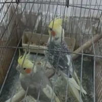 جفت عروس هلندی روتخم