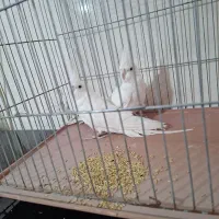 عروس  هلندی  البینو جفت چشم  شرابی