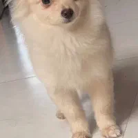 سگ پاکوتا