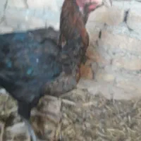 مرغ لاری|حیوانات مزرعه|قزوین, |دیوار