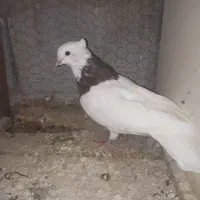 ۳تا طوقی|حیوانات|بجنورد, |دیوار