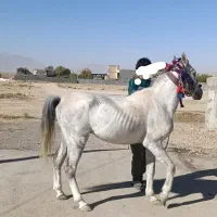 اسب سفید|اسب و تجهیزات اسبسواری|خرمآباد, |دیوار