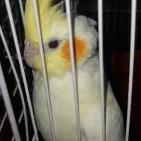 عروس هلندی مولد به همراه جوجه