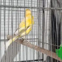 پرنده|پرنده|کرمان, |دیوار