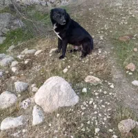 سگ فروشی|سگ|دوگنبدان, |دیوار