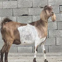 3عدد بز پاکستانی