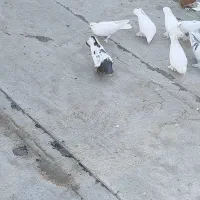 فروش  ۴تا کبوتر