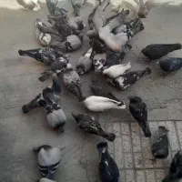 کفتر پلاکی|پرنده|اصفهان, دستگرده|دیوار