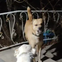 سگ زرد