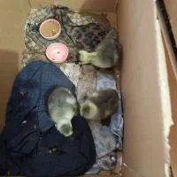 جوجه قوغاز . جوجه مرغ گلین چناران|حیوانات مزرعه|مشهد, شهرک امام هادی (شهرک غرب)|دیوار