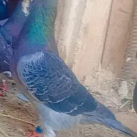 کبوتر