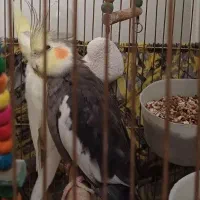 یک جفت عروس هلندی ۱۰ ماهه