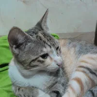 واگذاری رایگان بچه گربه|گربه|آمل, |دیوار