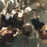 پنج عدد جوجه مرغ کاکلی فریمان