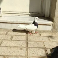 کبوتر