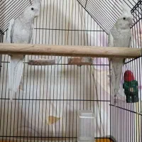 عروس هلندی